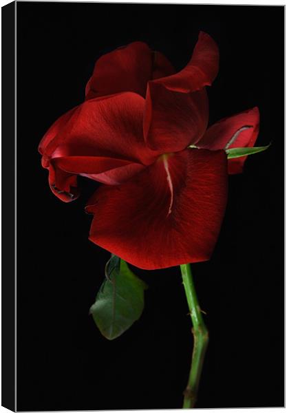 Single Red Rose Canvas Print by Ann Garrett