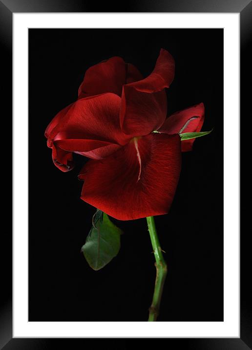 Single Red Rose Framed Mounted Print by Ann Garrett