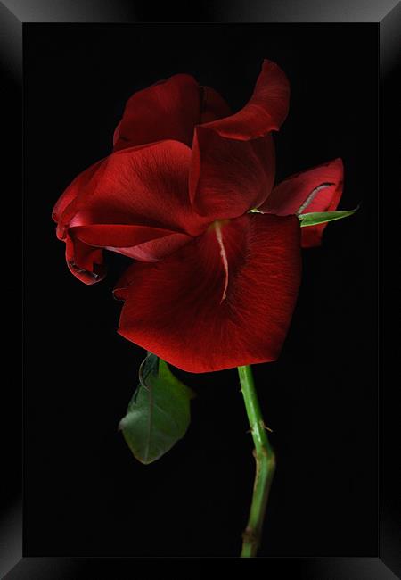 Single Red Rose Framed Print by Ann Garrett