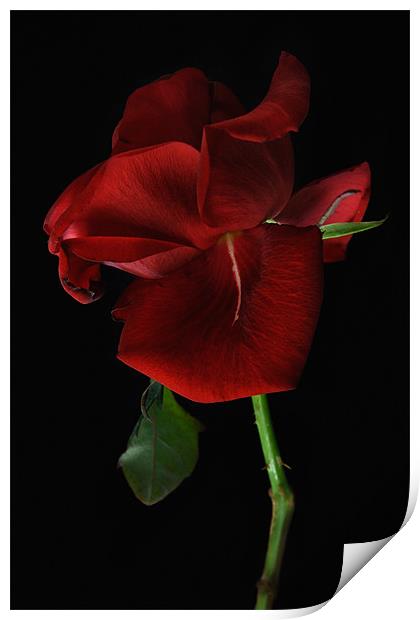 Single Red Rose Print by Ann Garrett