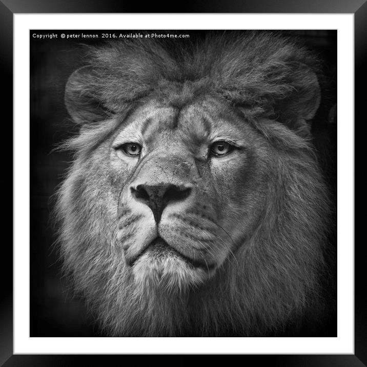 His Majesty Framed Mounted Print by Peter Lennon