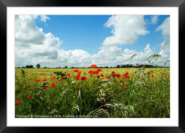 Poppies of the corn Framed Mounted Print by Paula Sparkes
