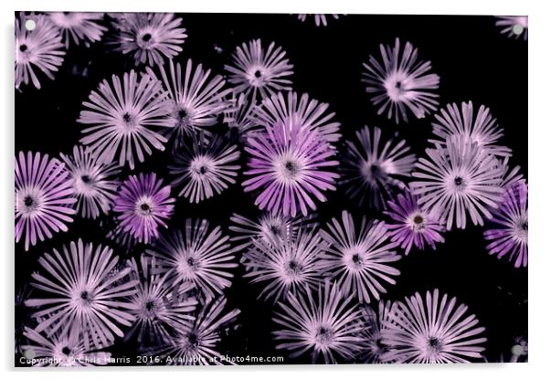 Delosperma 'Stardust' Acrylic by Chris Harris