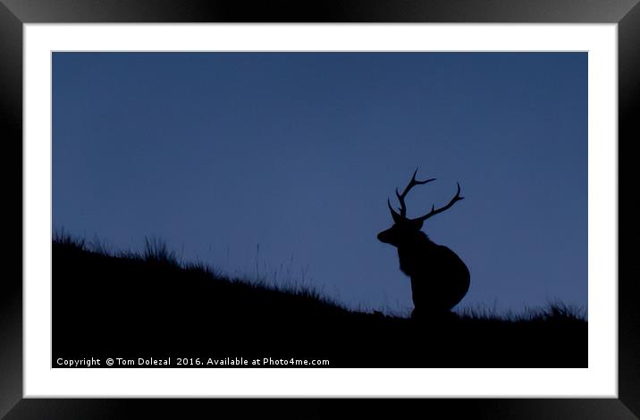 Highland Stag silhouette Framed Mounted Print by Tom Dolezal