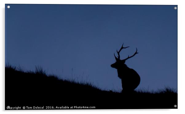 Highland Stag silhouette Acrylic by Tom Dolezal