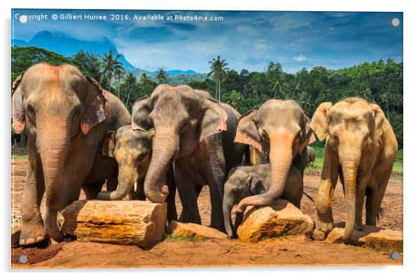 Enchanting Elephant Haven: Sri Lanka Acrylic by Gilbert Hurree