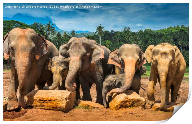 Enchanting Elephant Haven: Sri Lanka Print by Gilbert Hurree