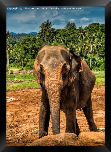 'Sri Lanka's Elephant Haven' Framed Print by Gilbert Hurree