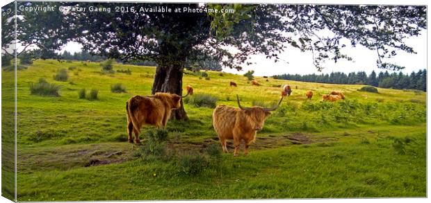 Enchanting Highland Cows: An Idyllic Scottish Scen Canvas Print by Peter Gaeng