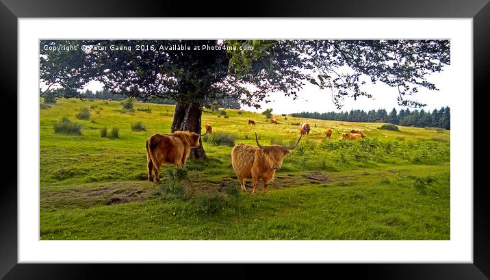 Enchanting Highland Cows: An Idyllic Scottish Scen Framed Mounted Print by Peter Gaeng