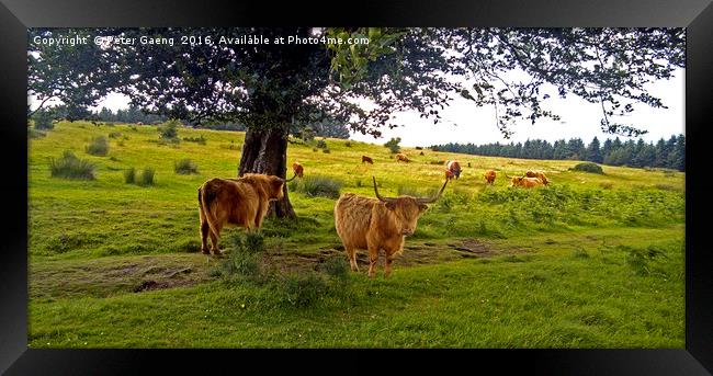 Enchanting Highland Cows: An Idyllic Scottish Scen Framed Print by Peter Gaeng