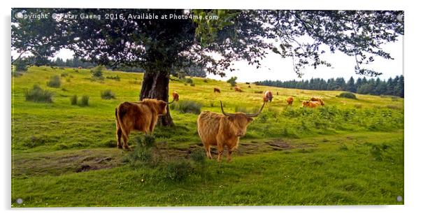 Enchanting Highland Cows: An Idyllic Scottish Scen Acrylic by Peter Gaeng