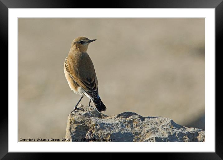 Northern Wheatear Framed Mounted Print by Jamie Green