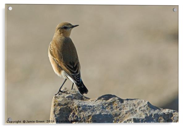 Northern Wheatear Acrylic by Jamie Green