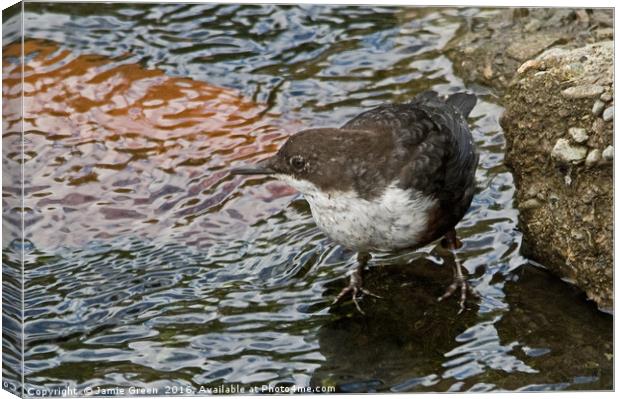 White-throated Dipper Canvas Print by Jamie Green