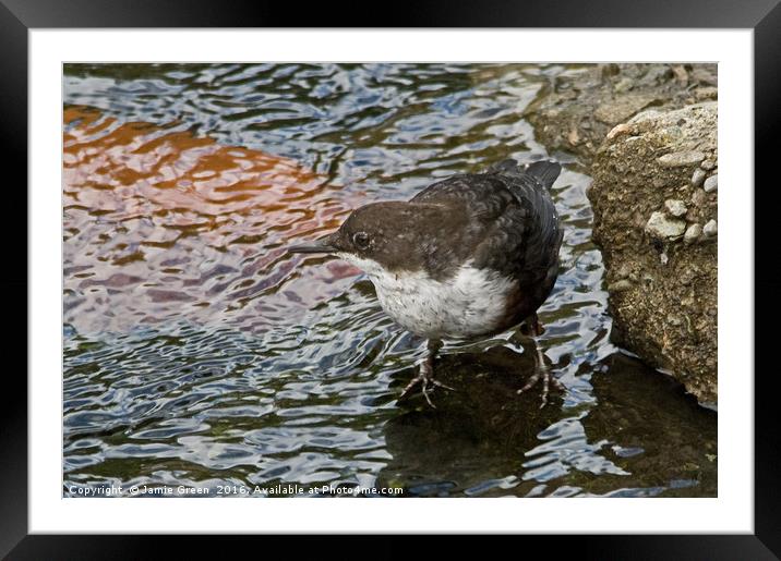 White-throated Dipper Framed Mounted Print by Jamie Green