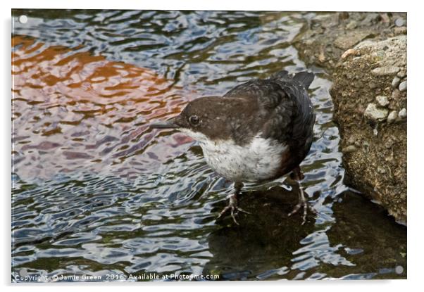 White-throated Dipper Acrylic by Jamie Green