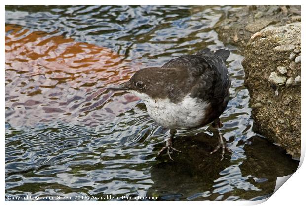 White-throated Dipper Print by Jamie Green