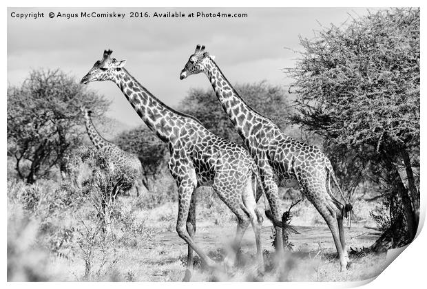 Giraffes browsing acacia trees mono Print by Angus McComiskey