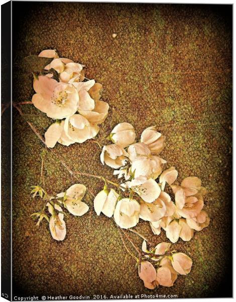 Mock Orange - Victorian Spray. Canvas Print by Heather Goodwin