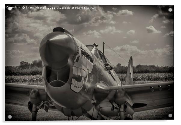 Curtis P40 Kittyhawk -  " LULU BELLE " Acrylic by Shaun Westell