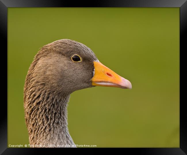 Greylag goose profile Framed Print by Tom Dolezal