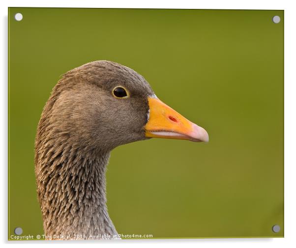 Greylag goose profile Acrylic by Tom Dolezal