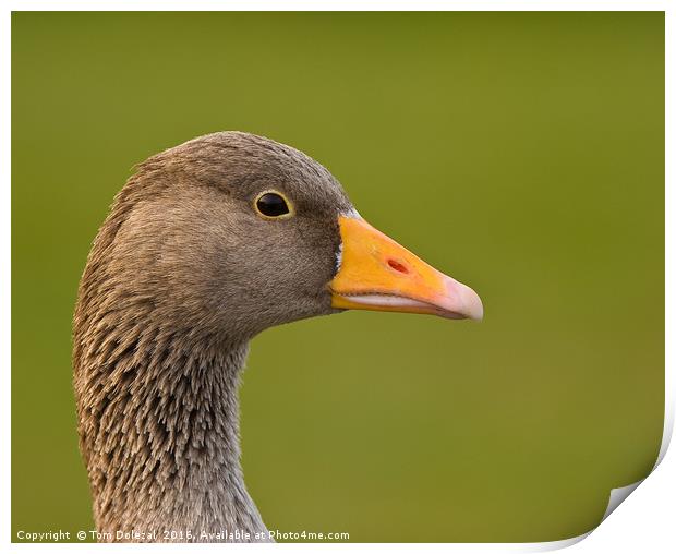 Greylag goose profile Print by Tom Dolezal