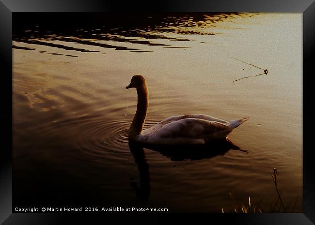 The Sundown Swan Framed Print by Martin Howard