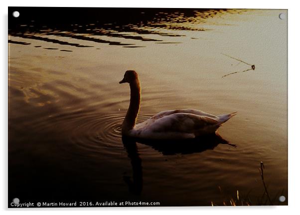 The Sundown Swan Acrylic by Martin Howard