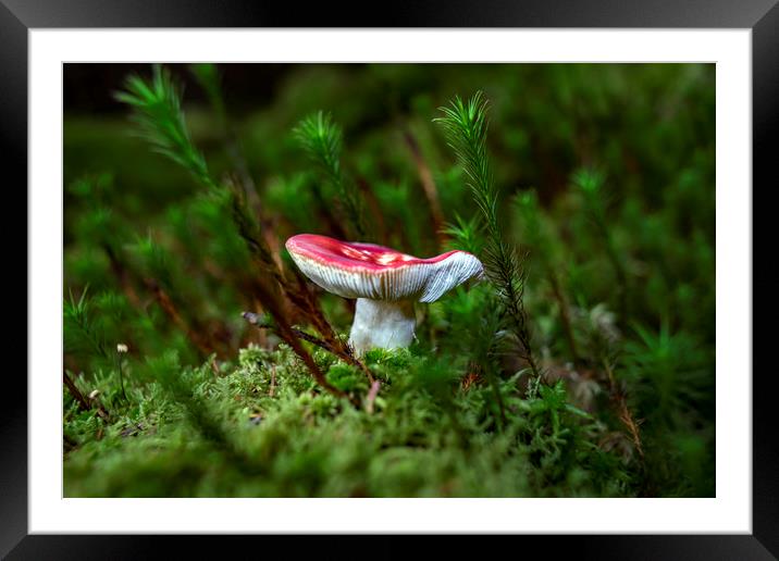 Fungi   Framed Mounted Print by Alan Simpson
