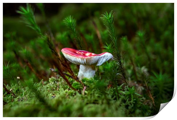 Fungi   Print by Alan Simpson