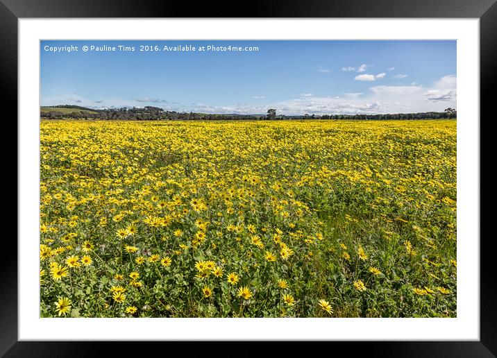 Yellow Paddock, Yan Yean, Victoria Framed Mounted Print by Pauline Tims