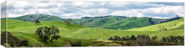 Flowerdale, Country Victoria, Australia Canvas Print by Pauline Tims