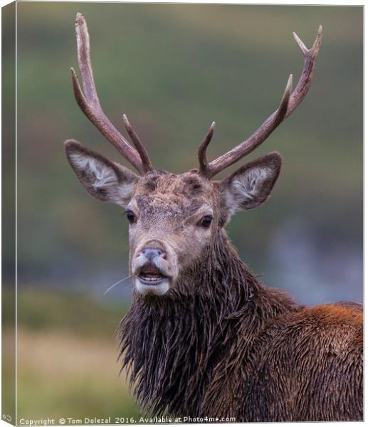 Relaxed Highland stag  Canvas Print by Tom Dolezal