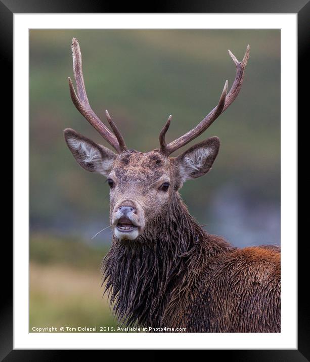 Relaxed Highland stag  Framed Mounted Print by Tom Dolezal