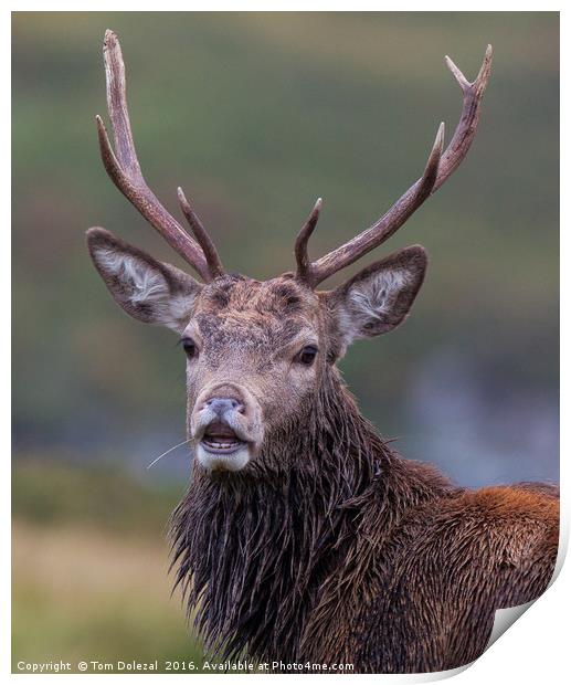 Relaxed Highland stag  Print by Tom Dolezal