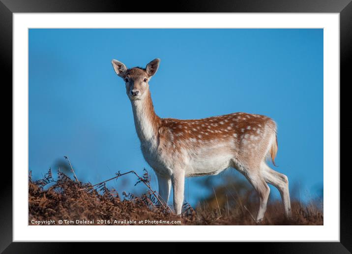 Bambi in bracken Framed Mounted Print by Tom Dolezal