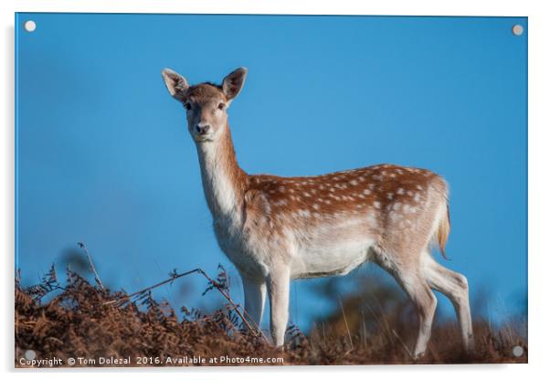 Bambi in bracken Acrylic by Tom Dolezal