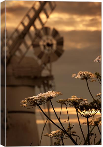 Hog weed at Thurne Canvas Print by Stephen Mole