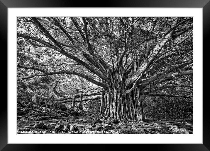The large and majestic banyan tree located on the  Framed Mounted Print by Jamie Pham