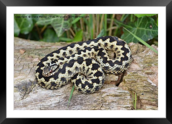 Adder and ladybird Framed Mounted Print by Diana Mower