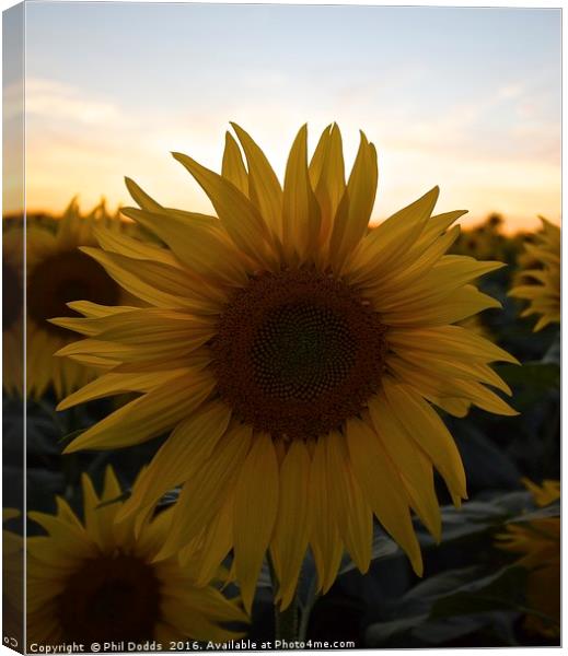 Sunflower Power Canvas Print by Phil Dodds