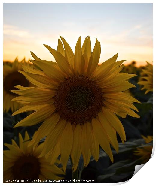 Sunflower Power Print by Phil Dodds