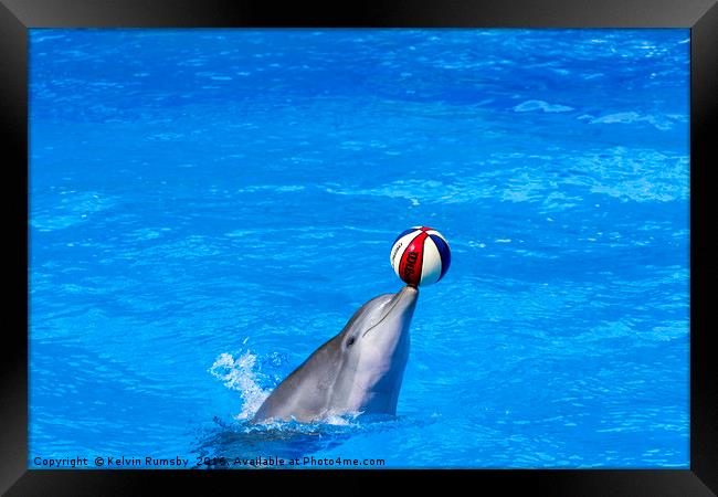 dolphin display Framed Print by Kelvin Rumsby