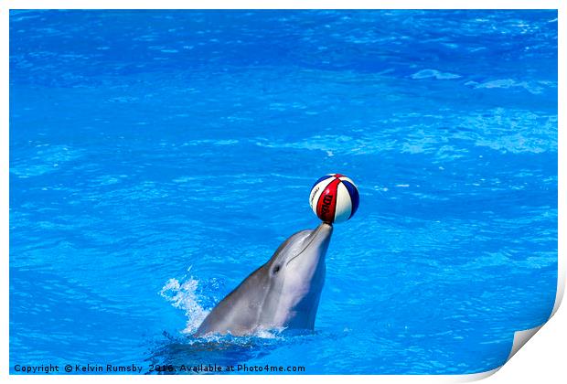 dolphin display Print by Kelvin Rumsby