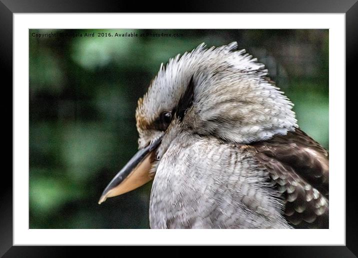 Kookaburra. Framed Mounted Print by Angela Aird