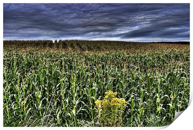 Cornfield Print by Andreas Hartmann