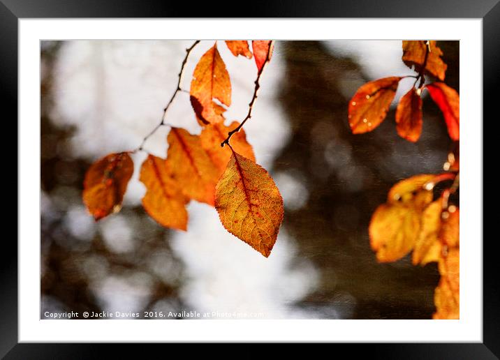 Golden Autumn Leaves Framed Mounted Print by Jackie Davies