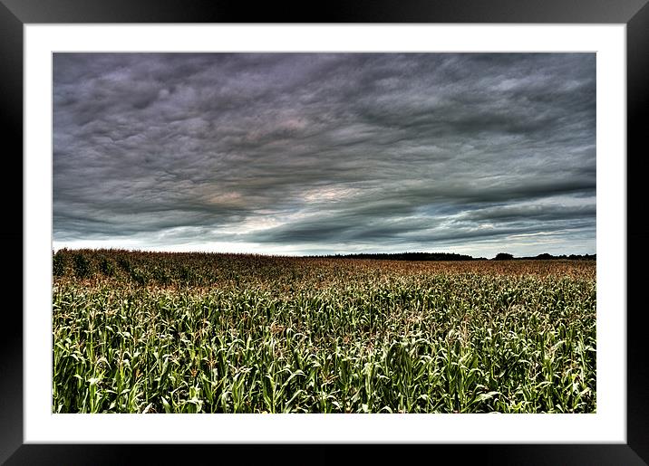 Cornfield Framed Mounted Print by Andreas Hartmann